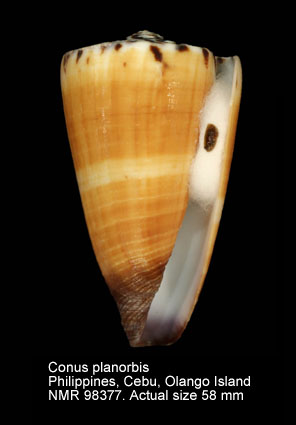Conus planorbis (13).jpg - Conus planorbis Born,1778